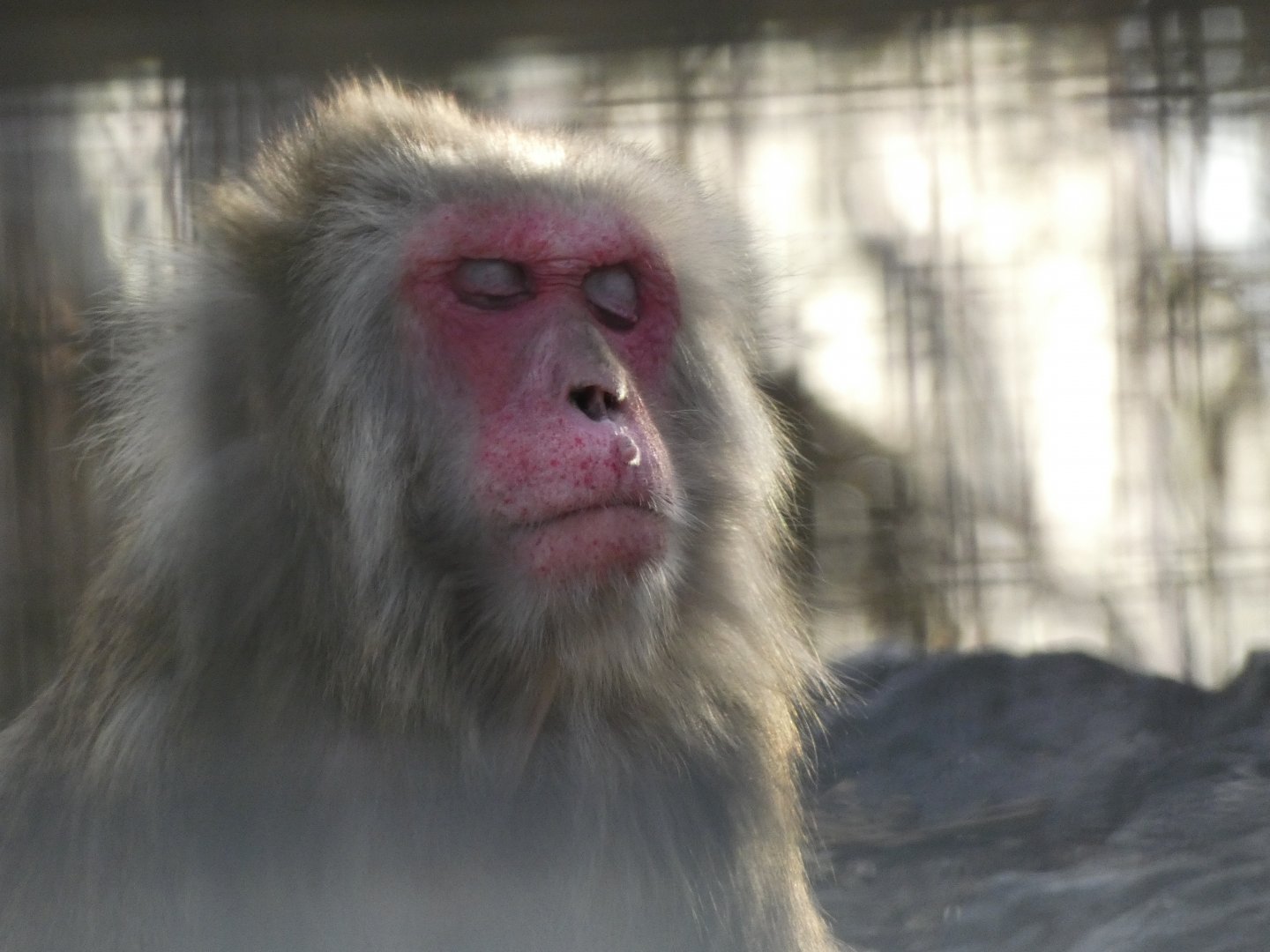 Japanese macaque