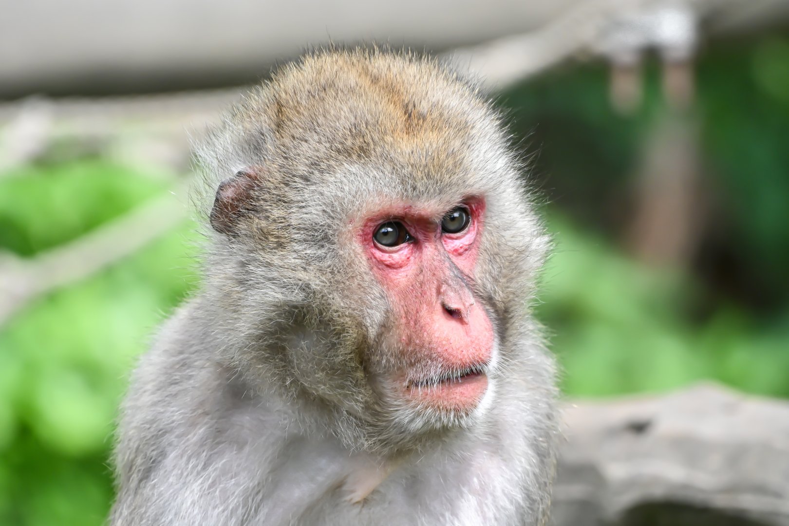 Japanese macaque