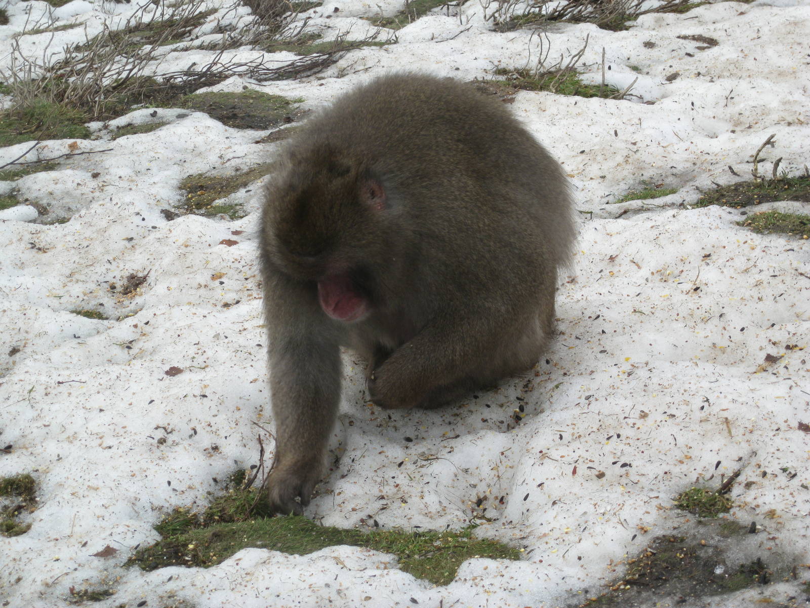 Japanese Macaque