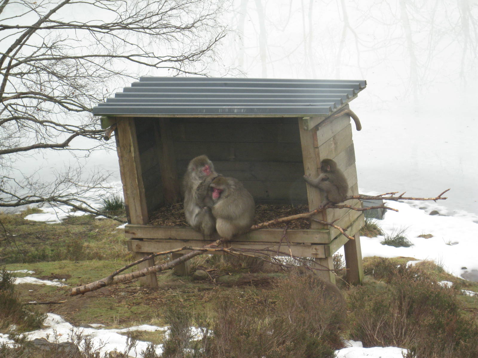 Japanese Macaque