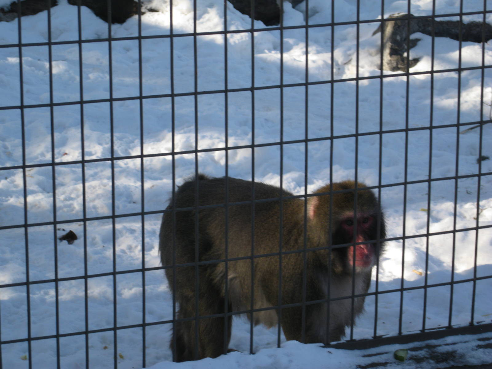 Japanese Macaque