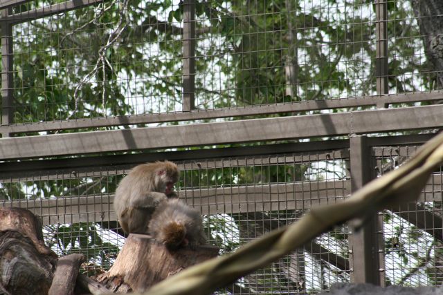 Japanese Macaque