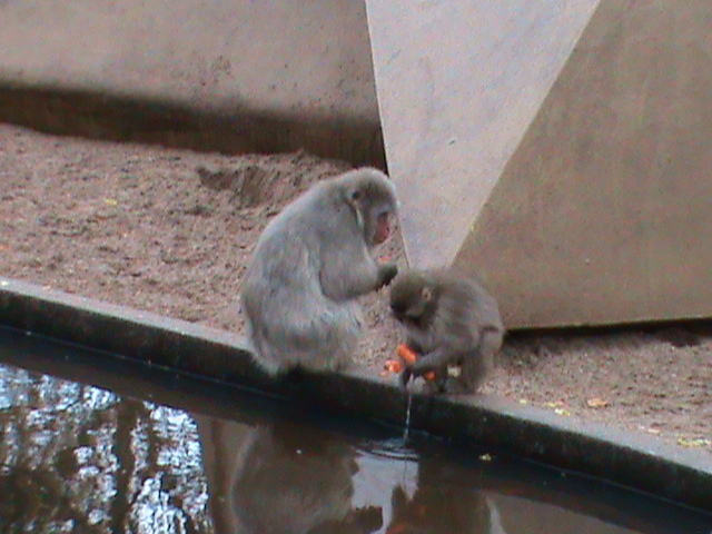 japanese macaques 061110