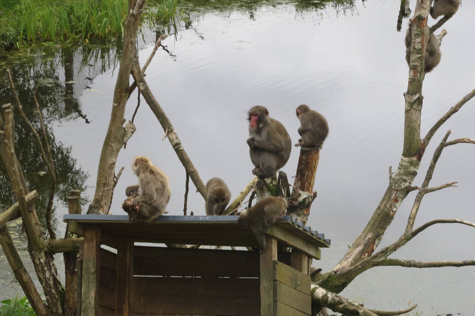 Japanese Macaques 250815