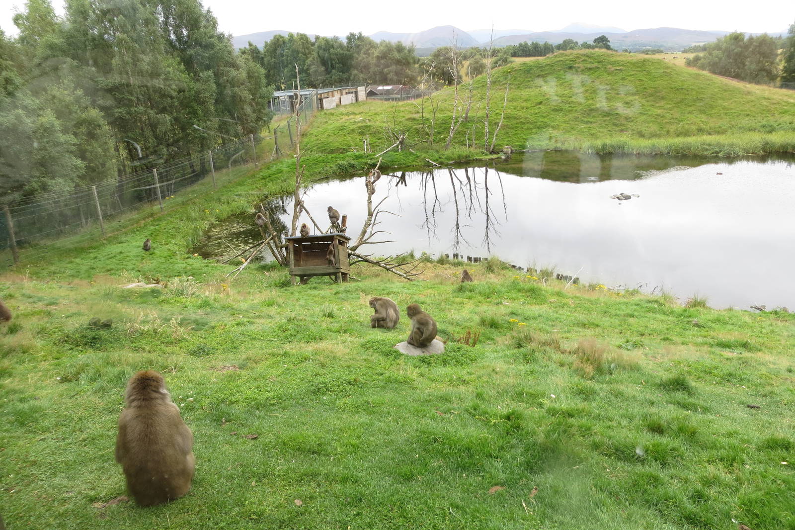 Japanese Macaques 250815