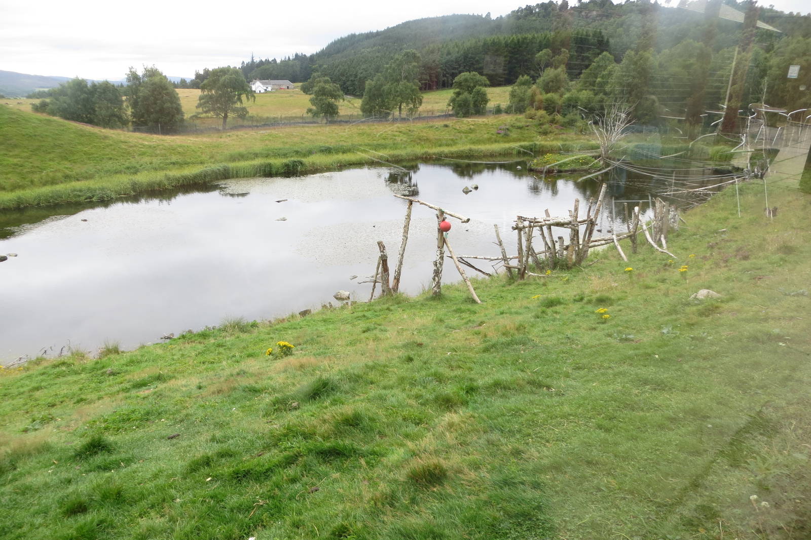 Japanese Macaques 250815