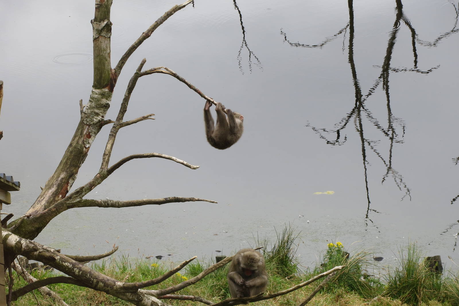 Japanese Macaques 250815