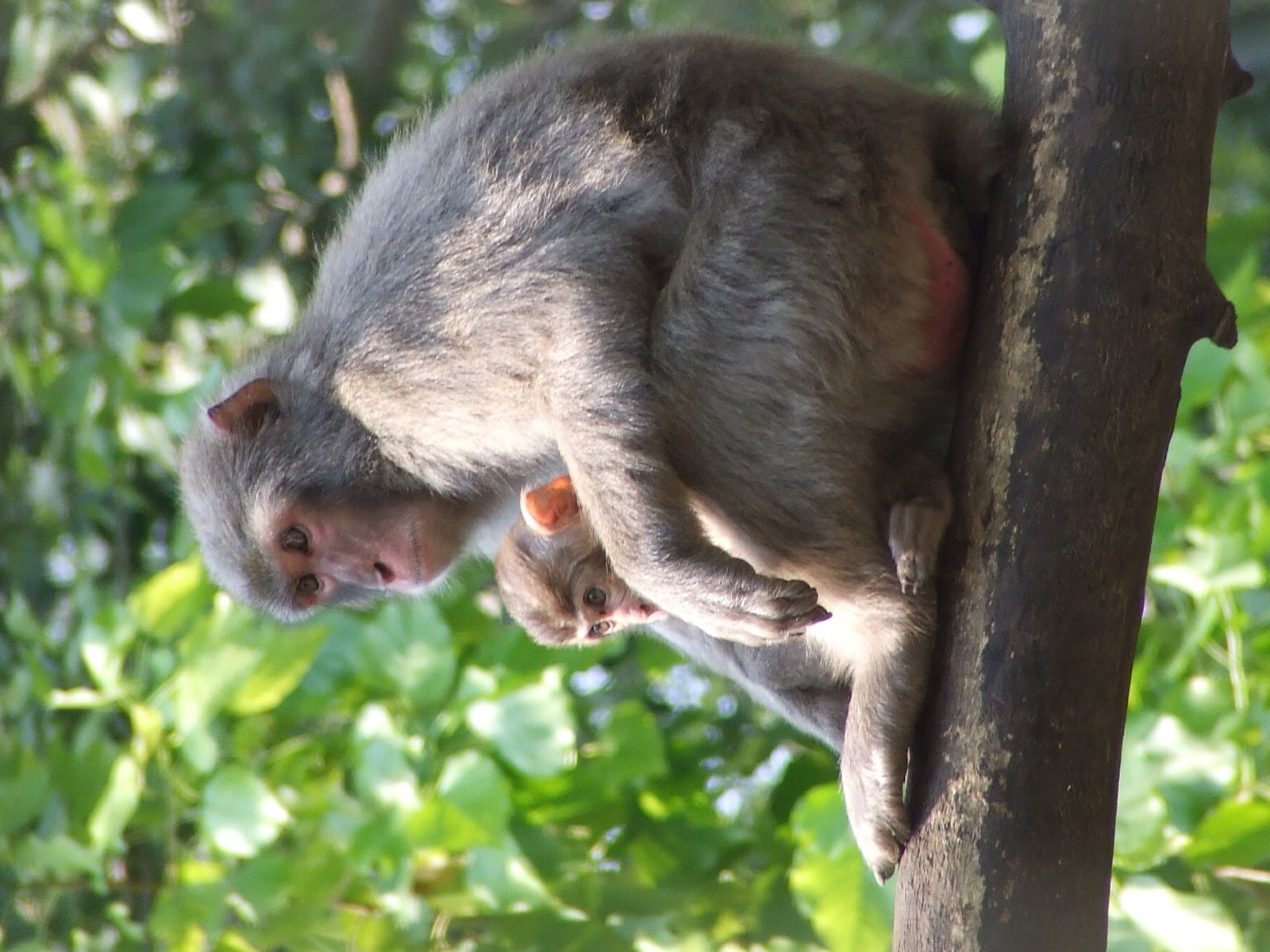 Japanese macaques @ Abony Zoo, Hungary