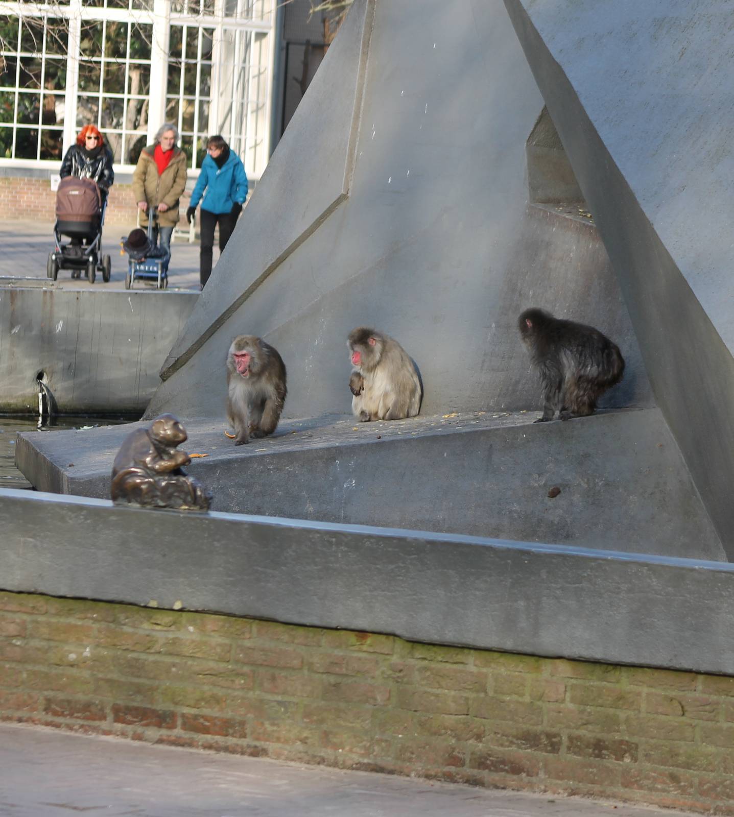 Japanese macaques and humans