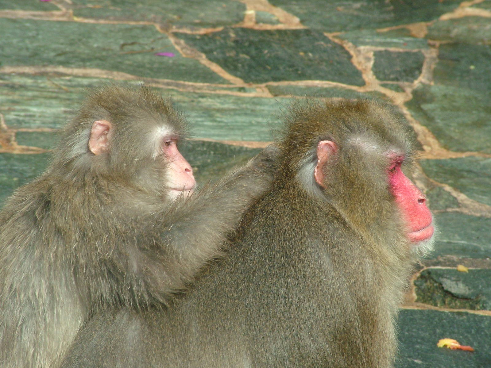 Japanese Macaques at Opel-Zoo Kronberg, 30/08/10