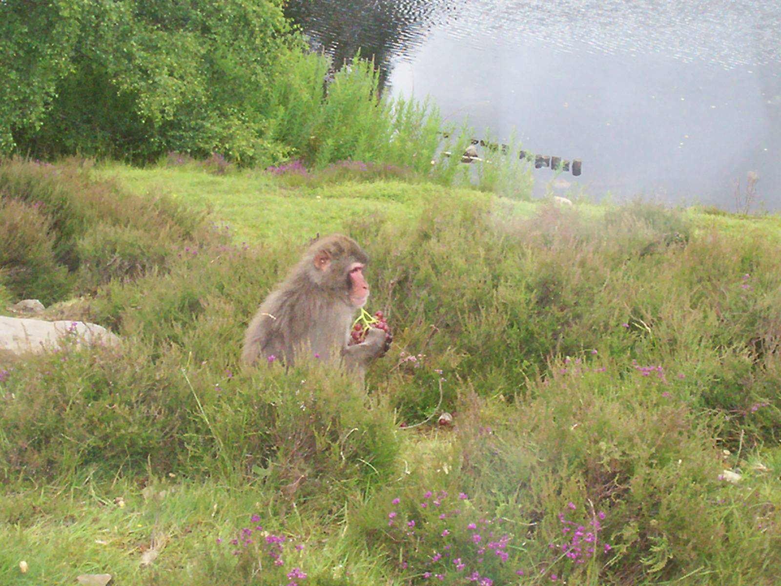Japanese macaques at the highland wildlife park