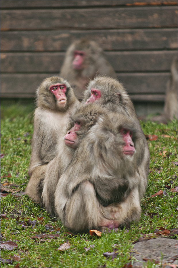 Japanese macaques at Zoo in der Wingst