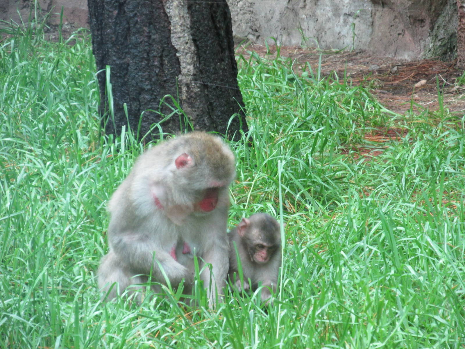 japanese macaques chapultepec zoo