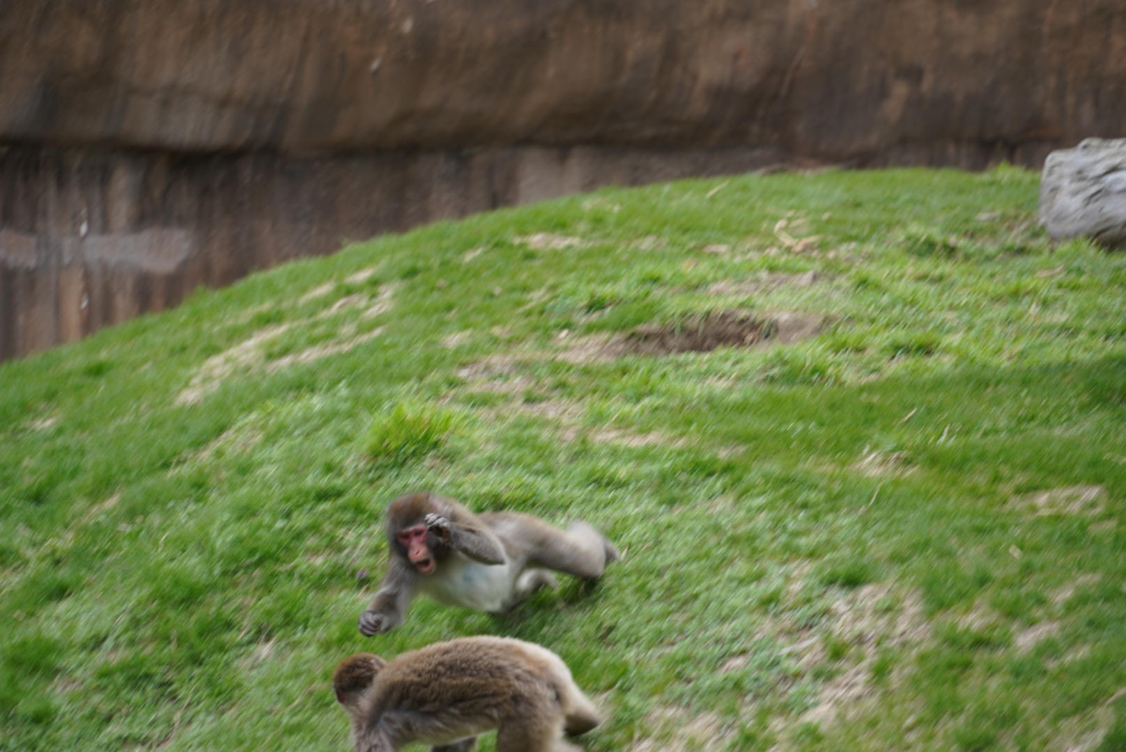 Japanese Macaques jumping at one other