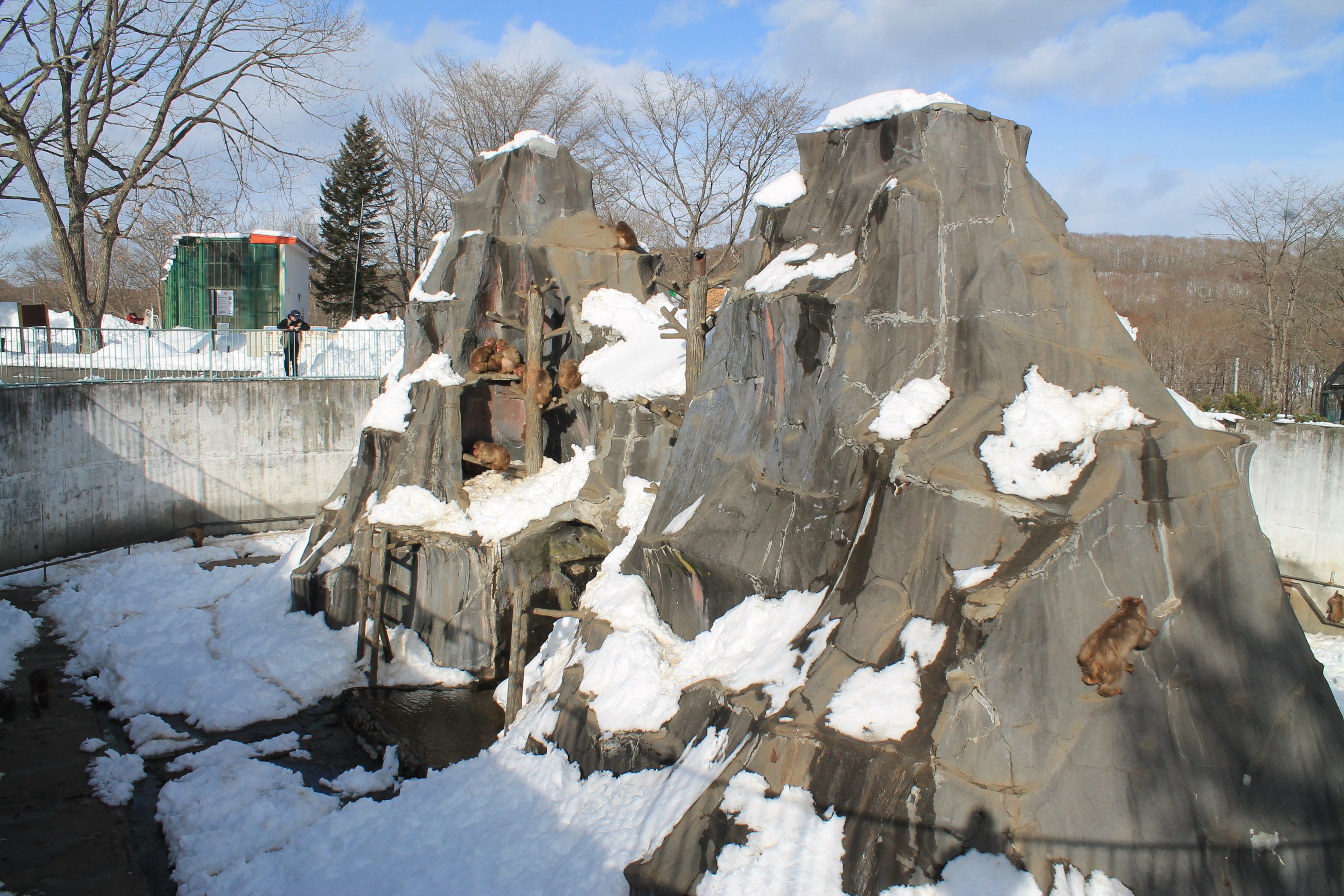 Japanese Macaques, Kushiro Zoo