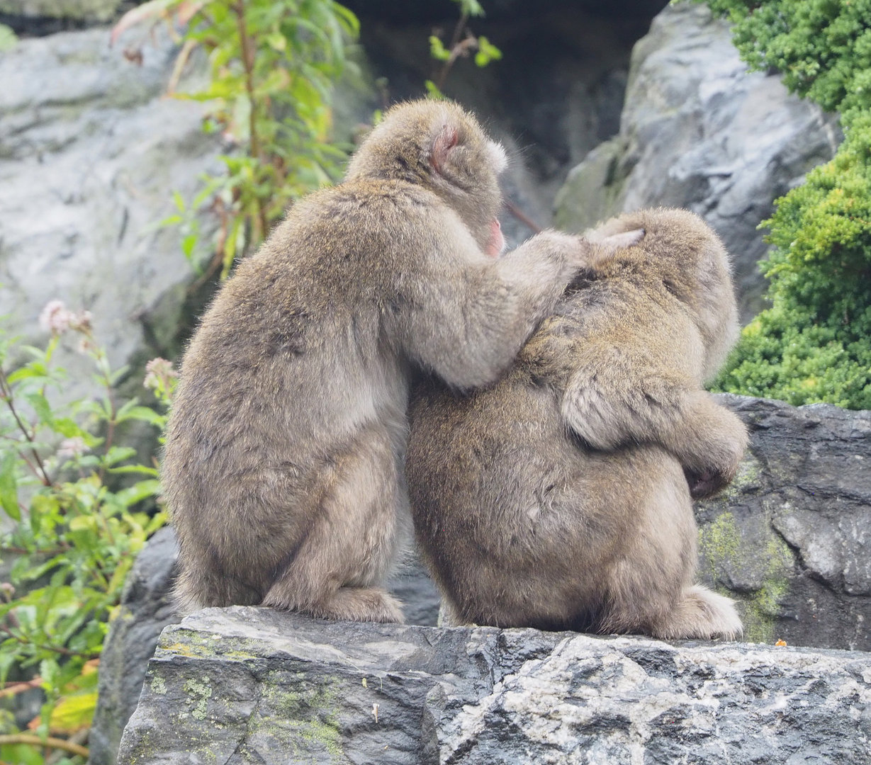 Japanese macaques (Macaca fuscata), 2022-09-14