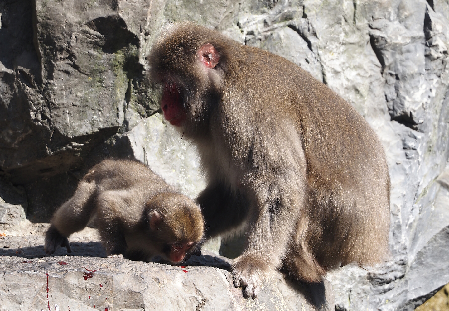 Japanese macaques (Macaca fuscata), 2024-09-17