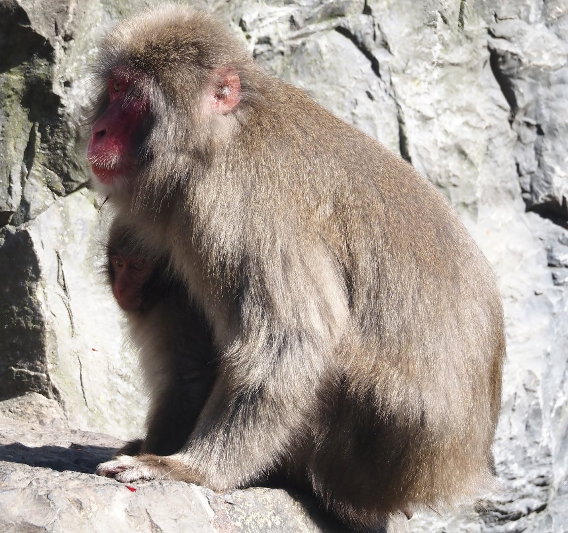 Japanese macaques (Macaca fuscata), 2024-09-17