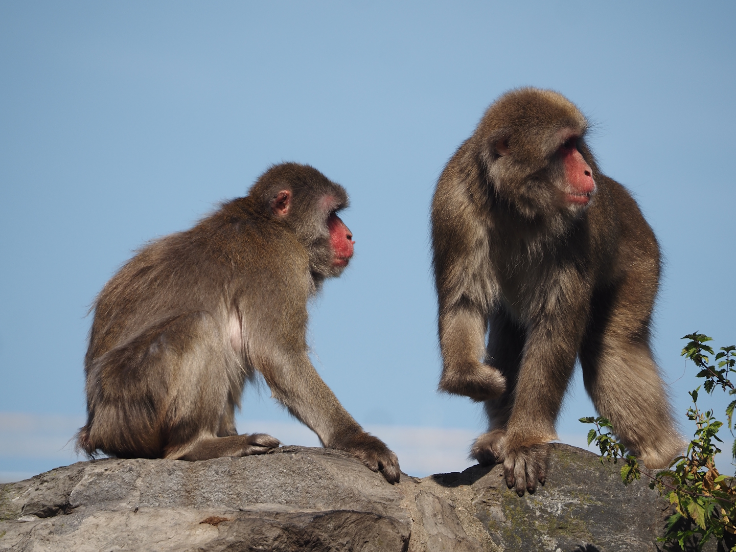 Japanese macaques (Macaca fuscata), 2024-09-17