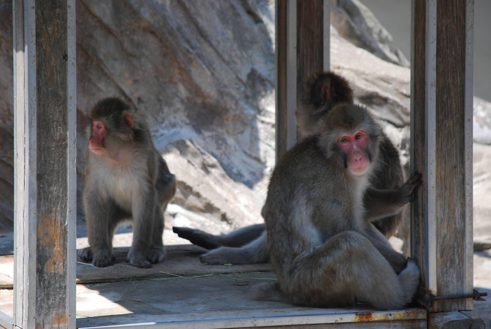 Japanese macaques (Macaca fuscata)