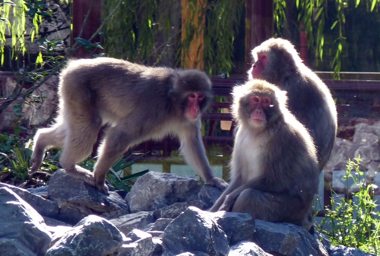 Japanese macaques (Macaca fuscata)