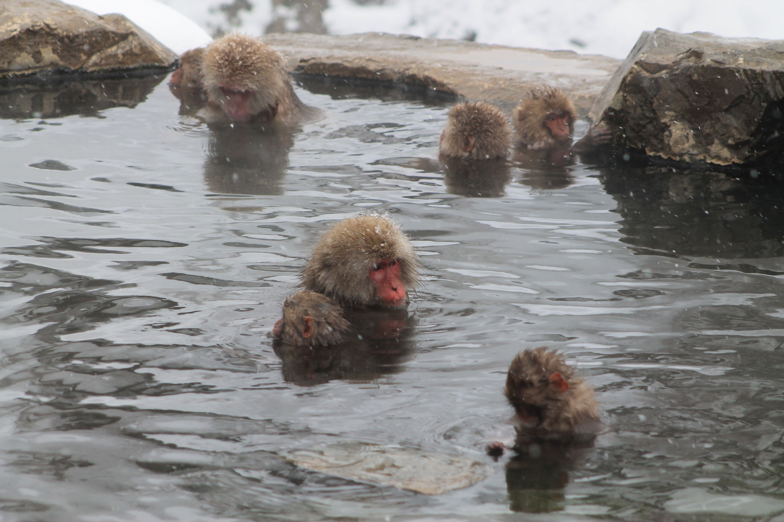 Japanese Macaques (Macaca fuscata)