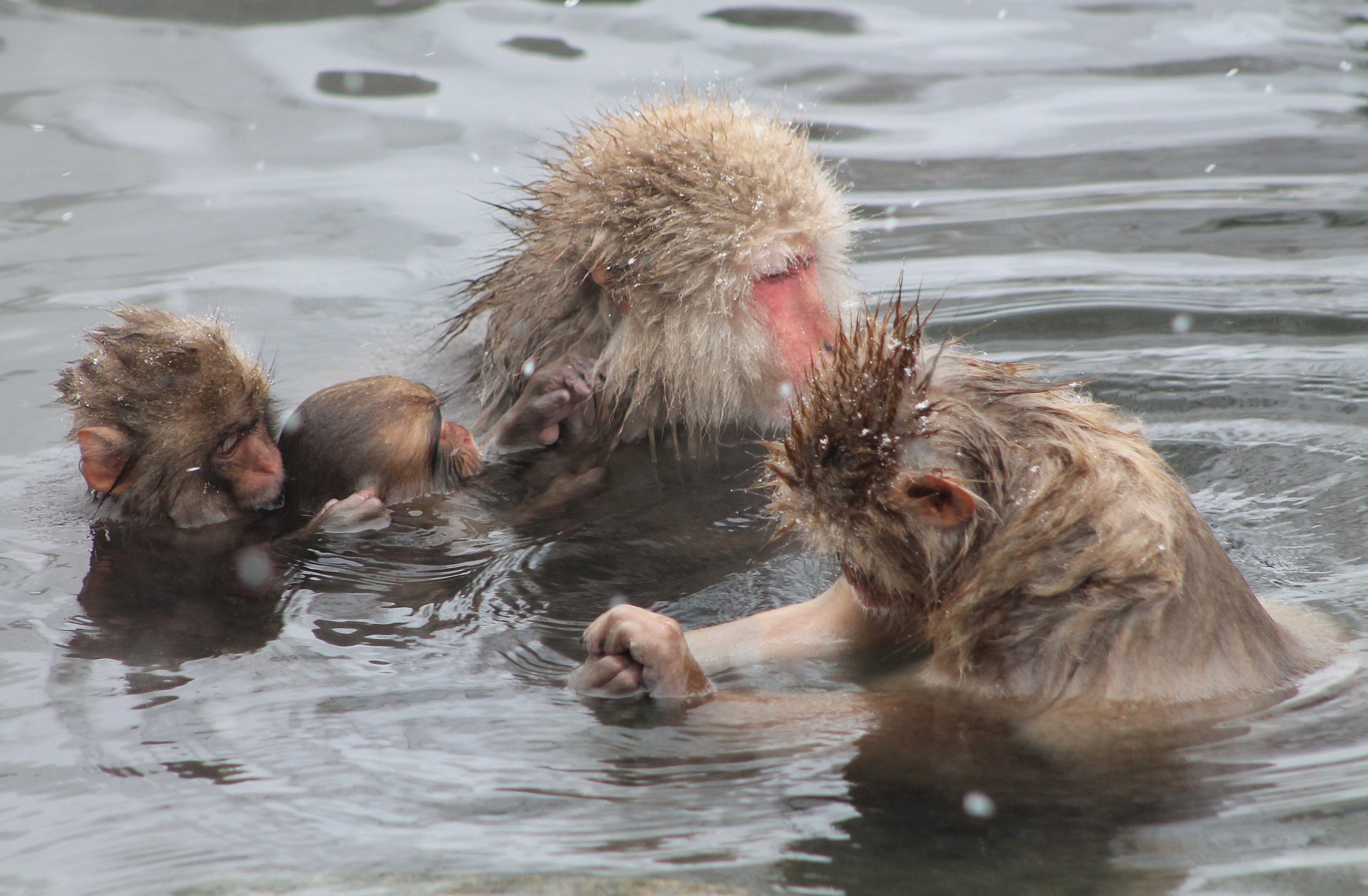 Japanese Macaques (Macaca fuscata)