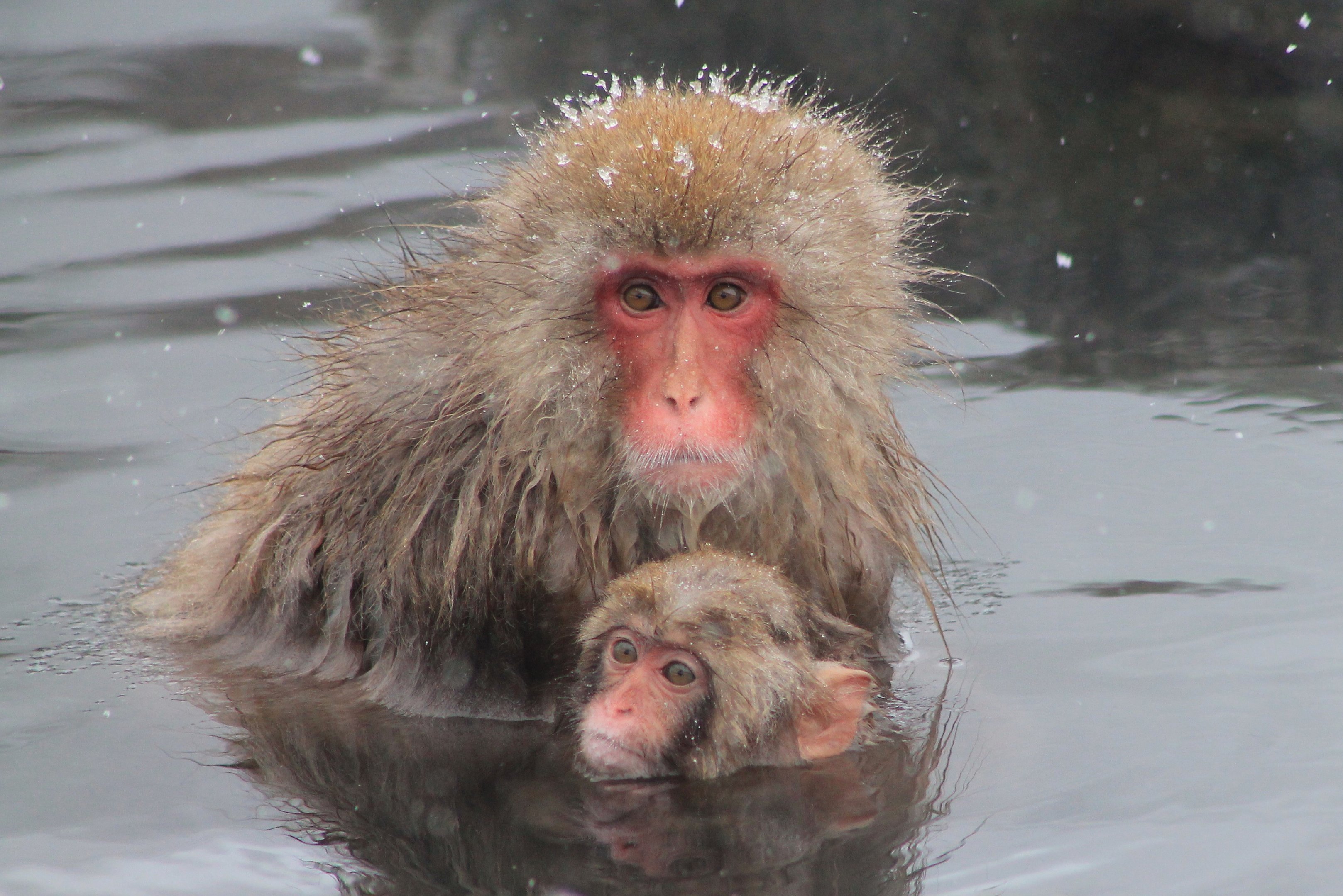 Japanese Macaques (Macaca fuscata)