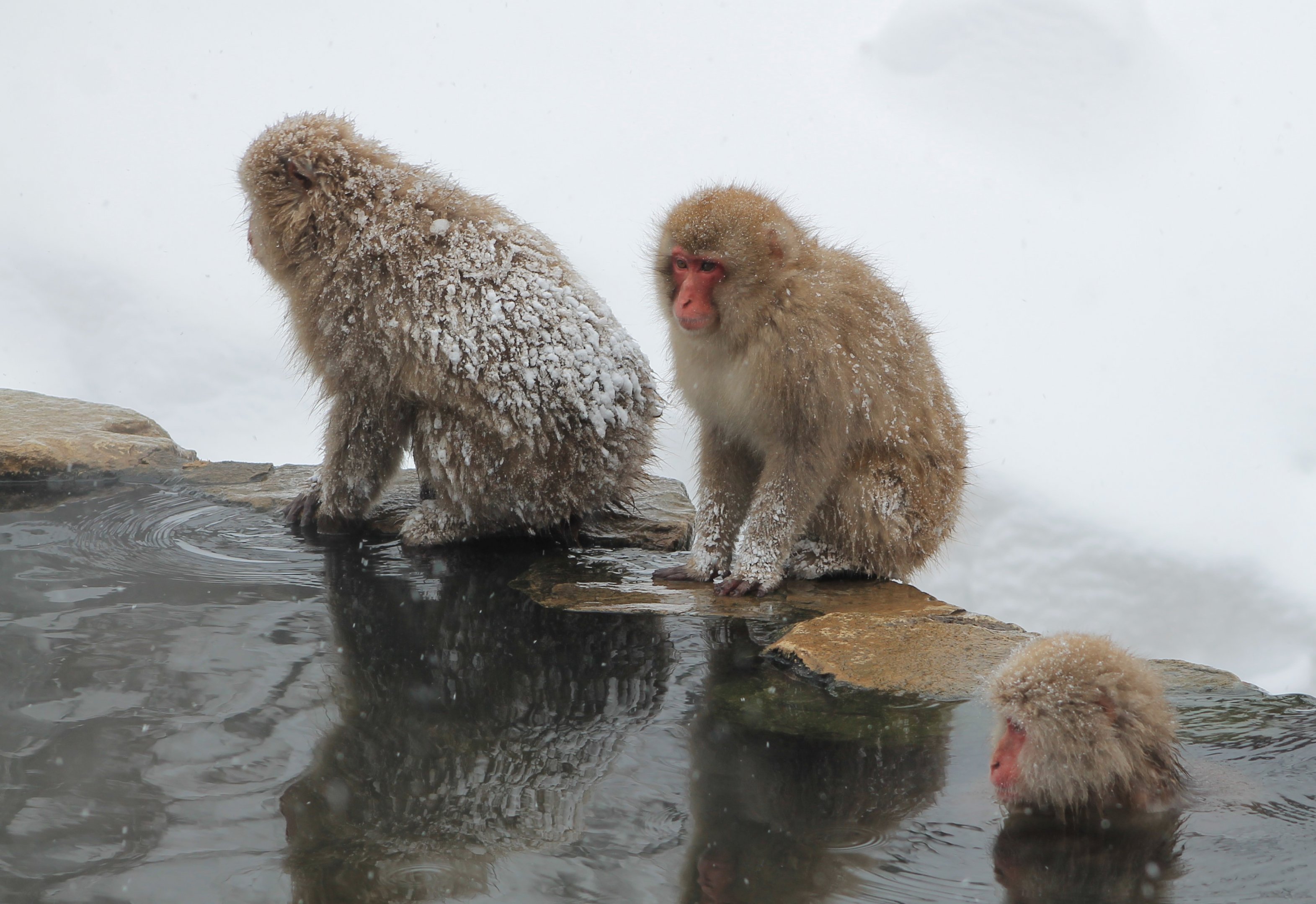 Japanese Macaques (Macaca fuscata)