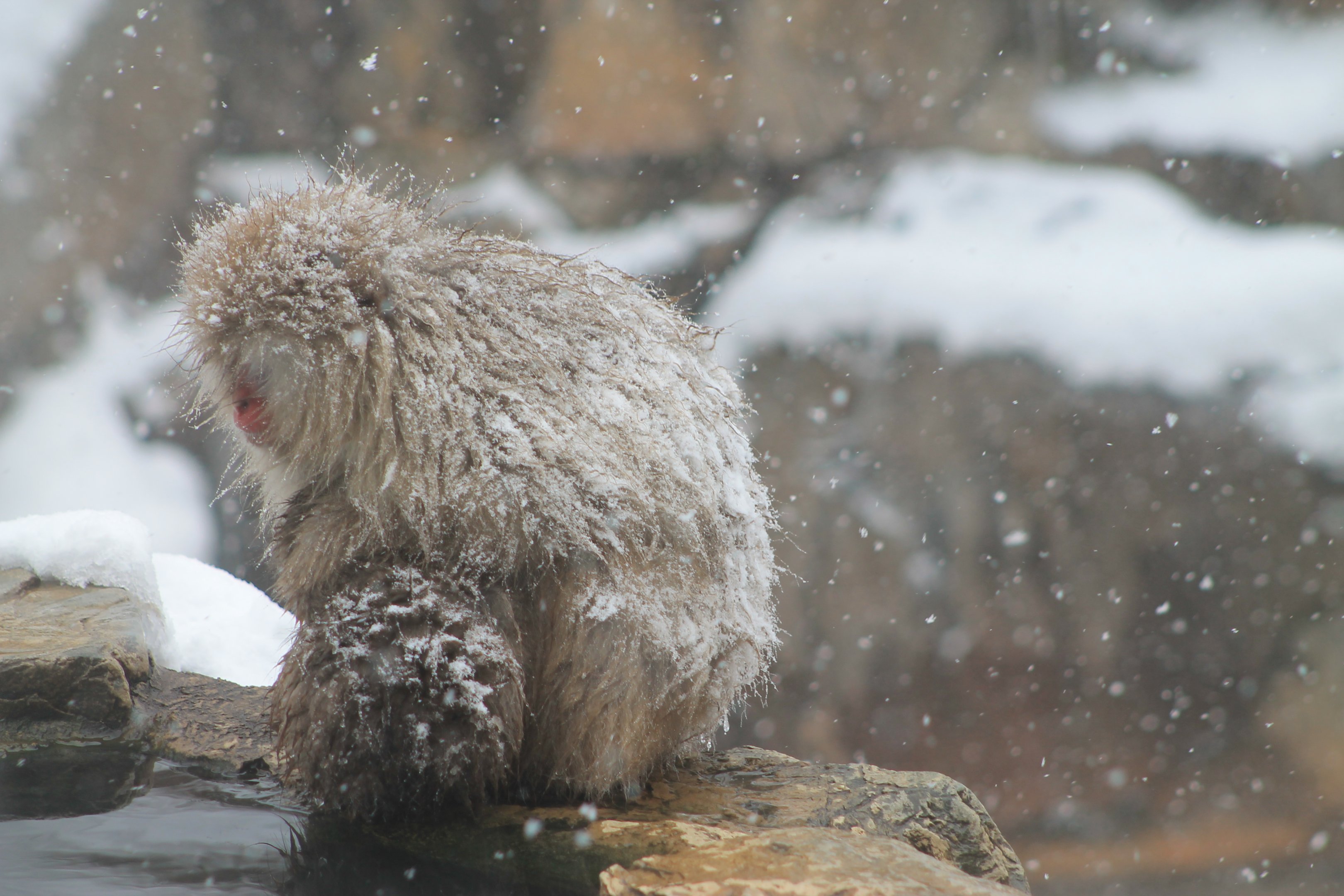 Japanese Macaques (Macaca fuscata)