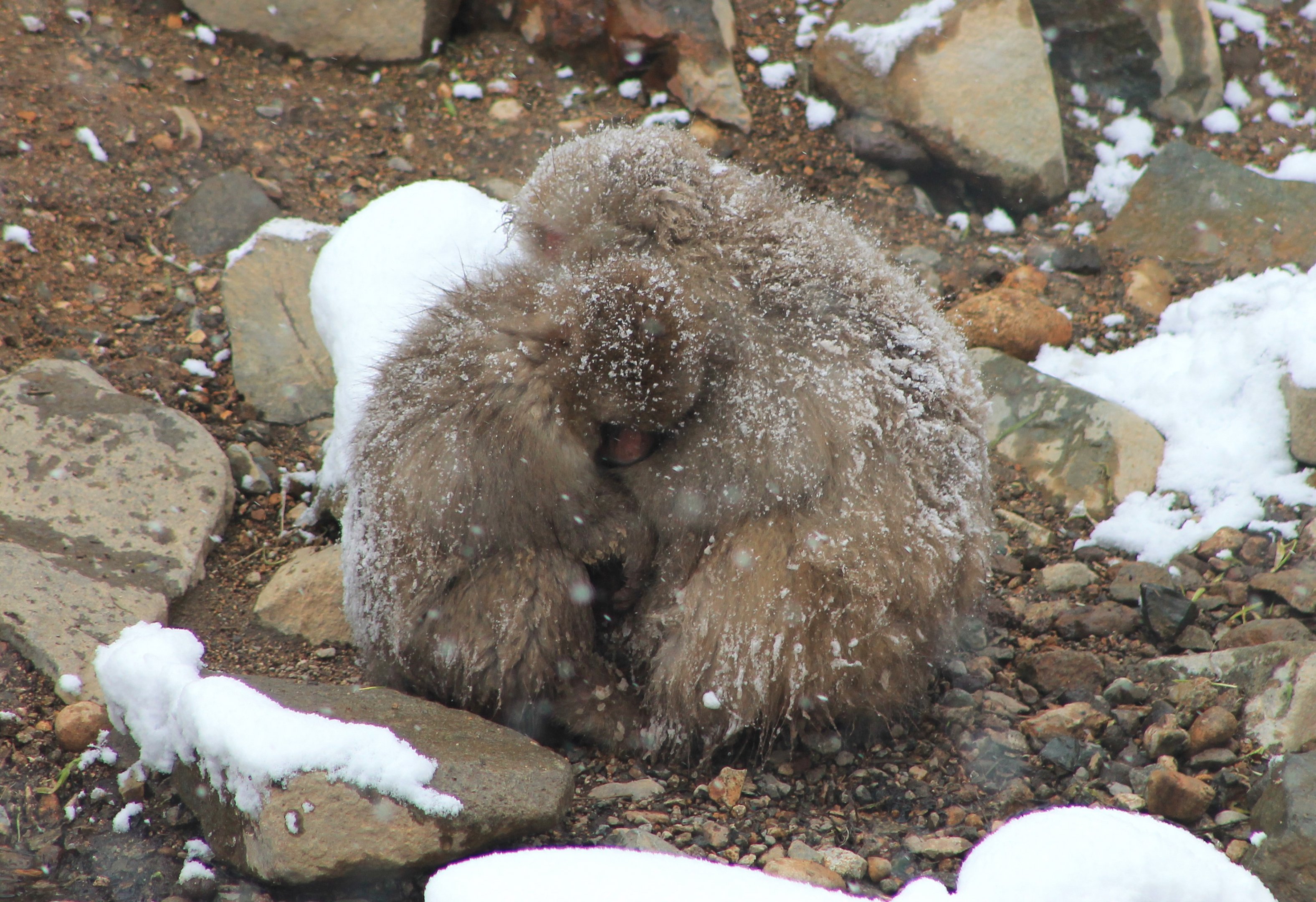 Japanese Macaques (Macaca fuscata)