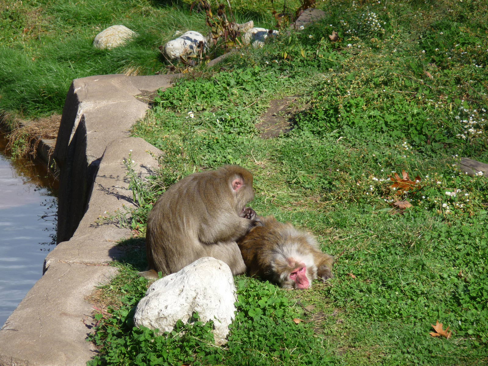 japanese macaques milwaukee zoo halloween 2011