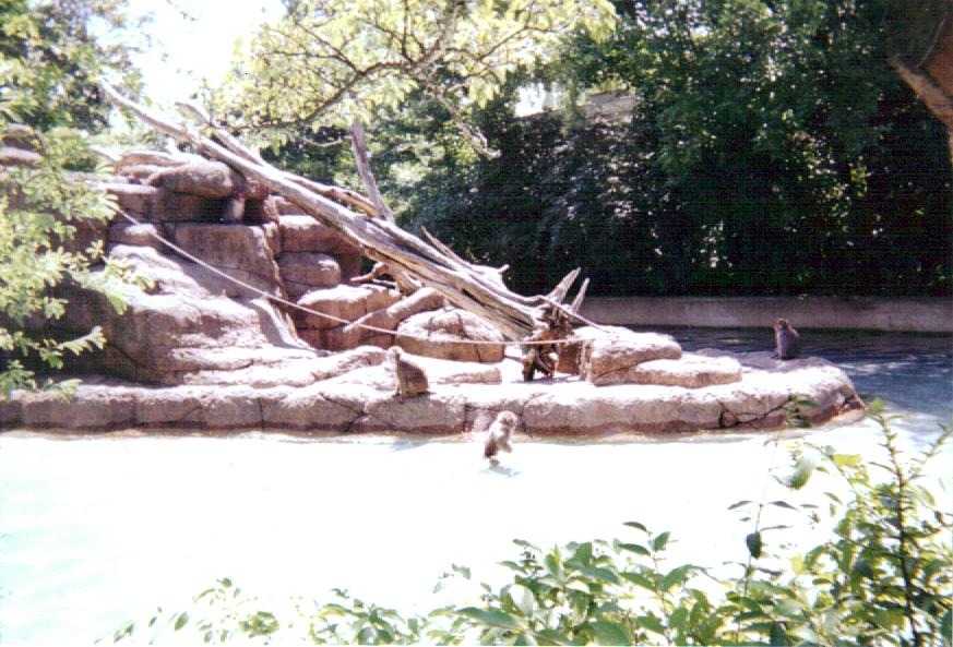 Japanese Macaques ~ Monkey Island