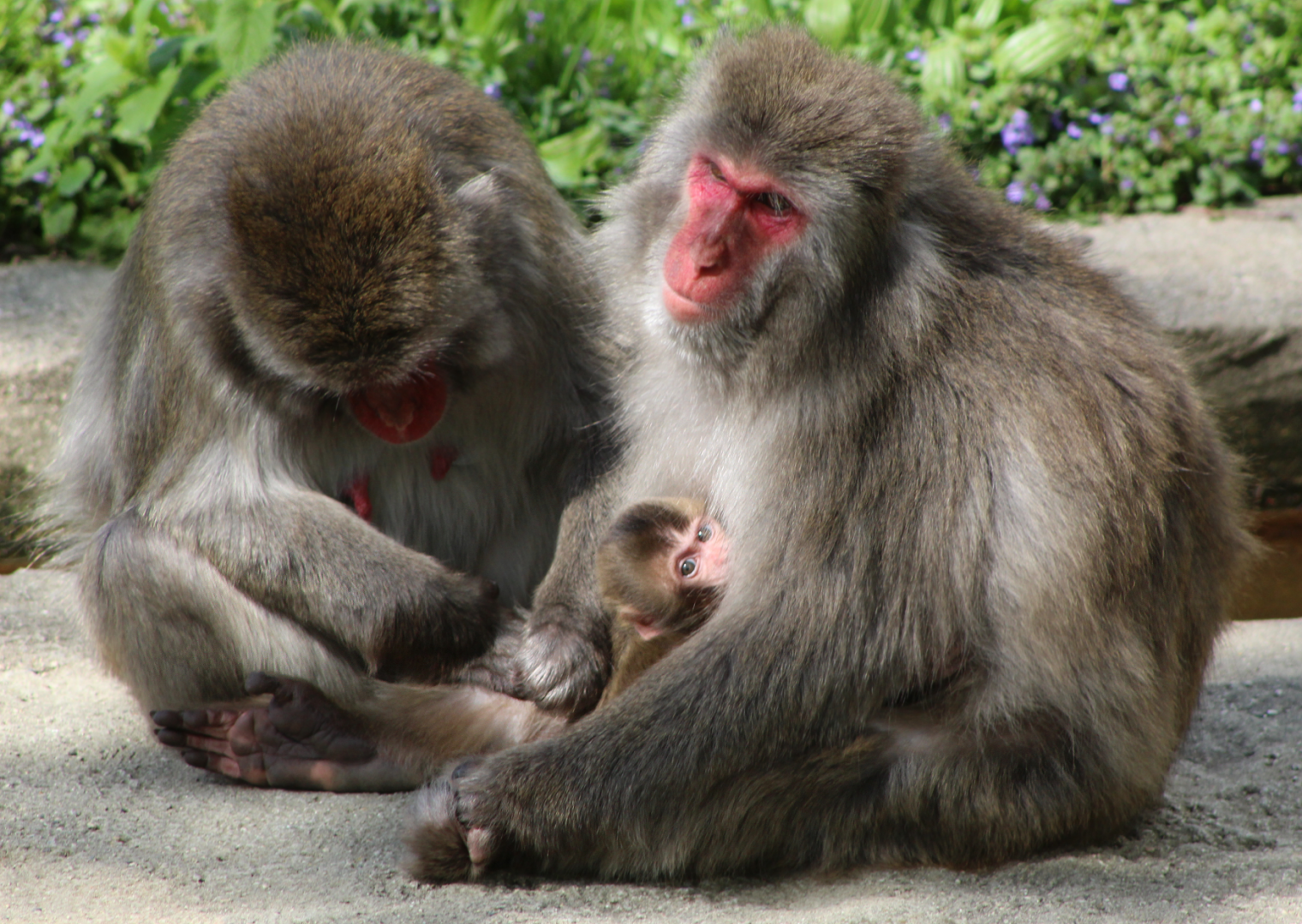 Japanese Macaques w/ Infant
