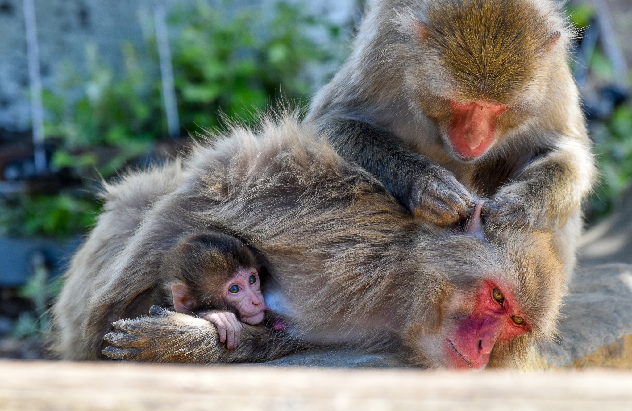 Japanese Macaques with four-month-old infant