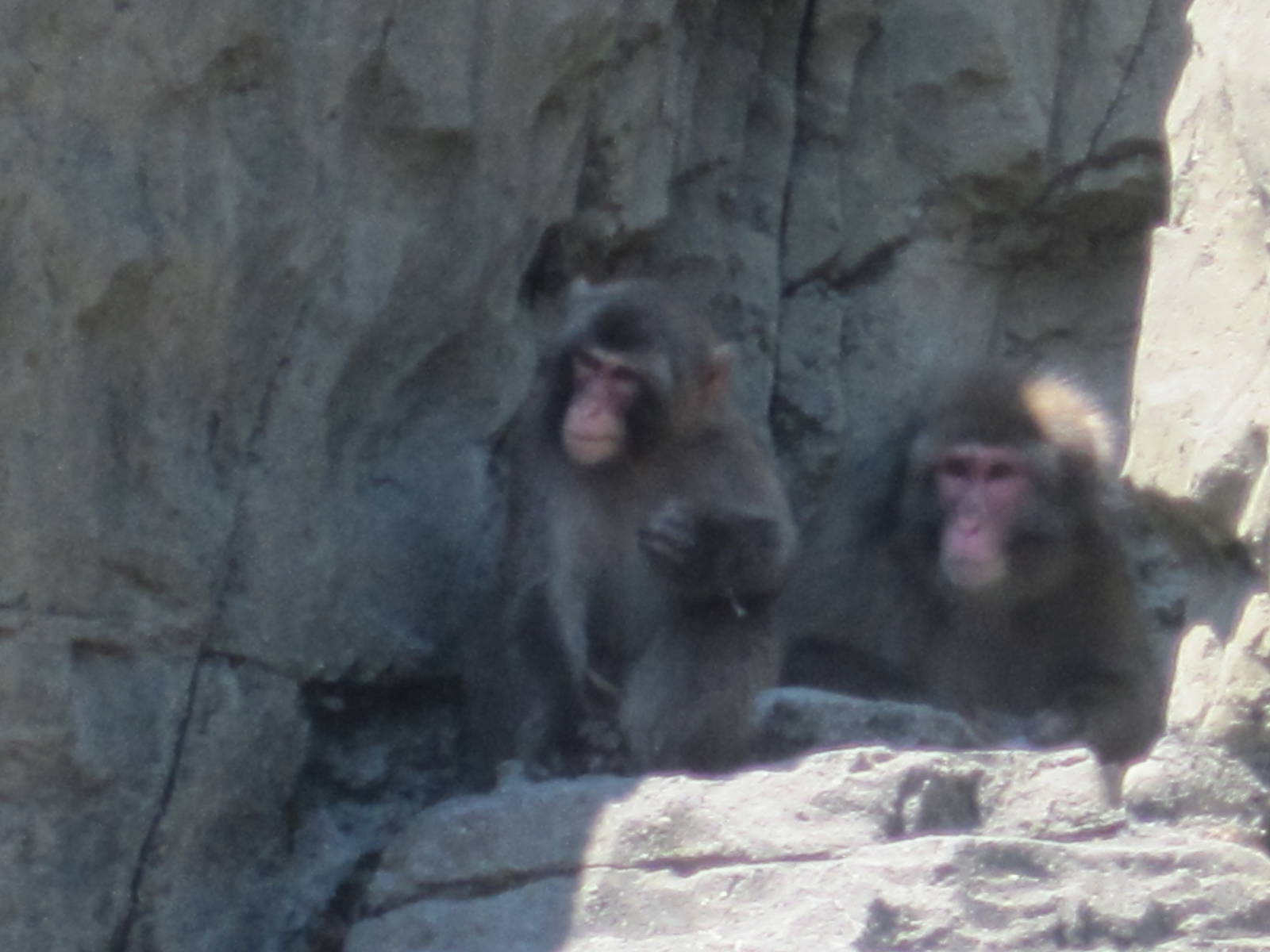 Japanese Macaques