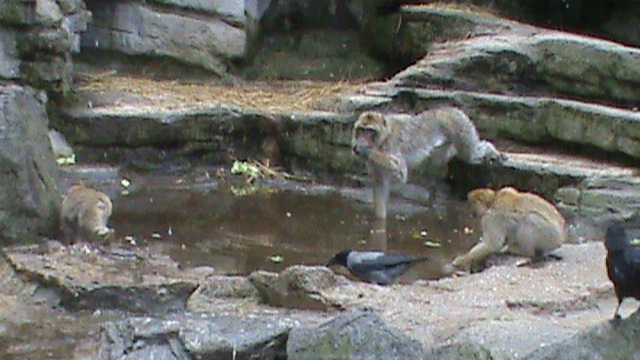 Japanese macaques