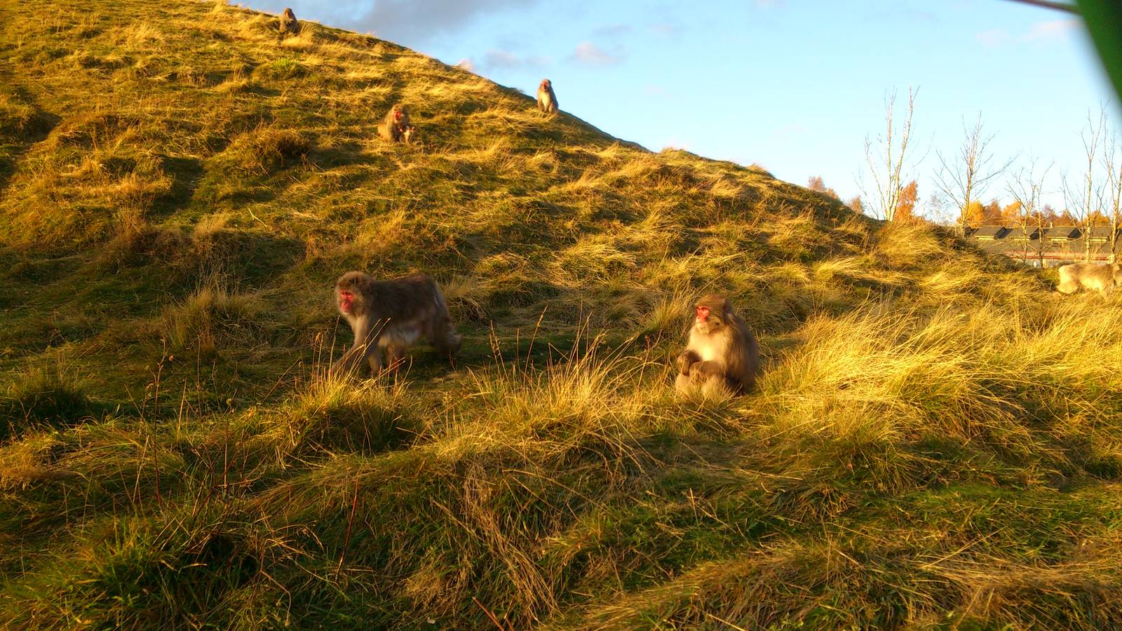 Japanese Macaques