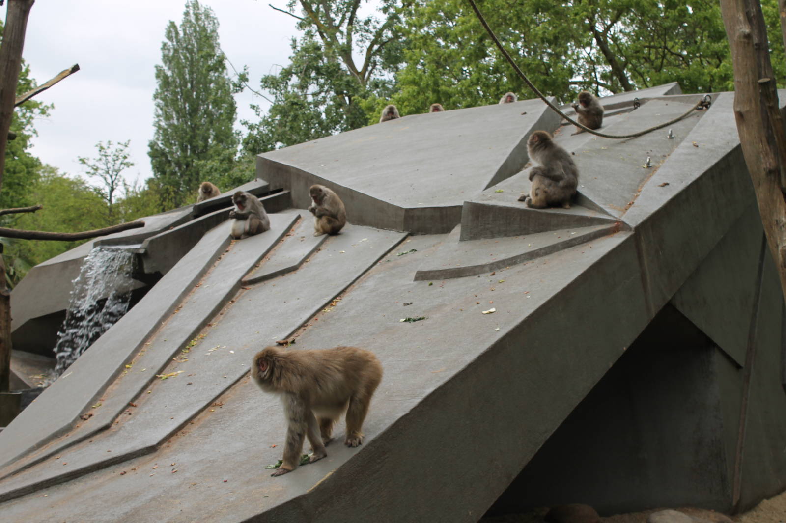 Japanese Macaques