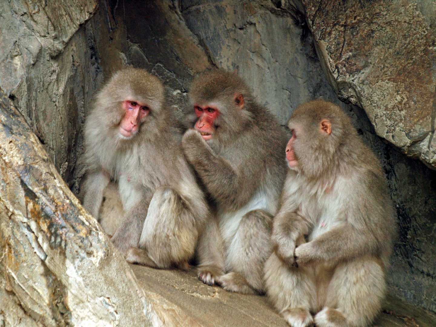 Japanese macaques