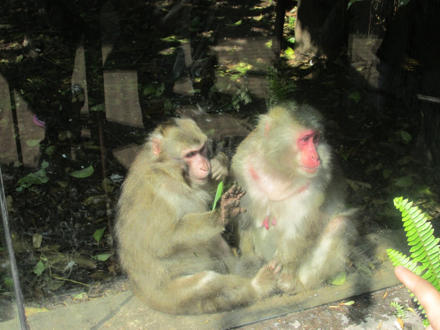japanese macaques