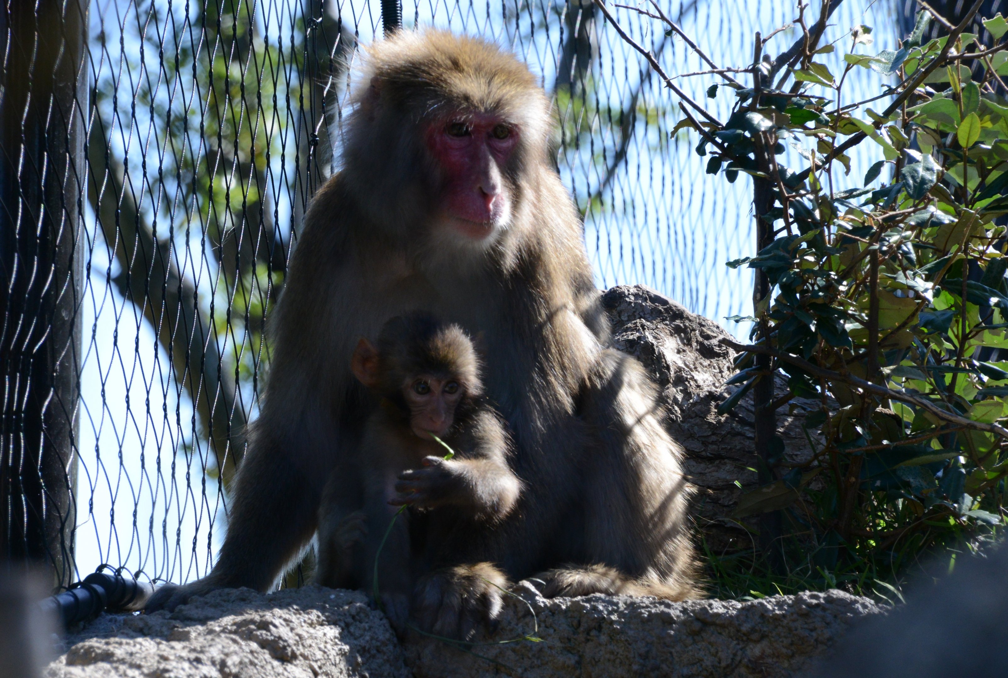 Japanese macaques
