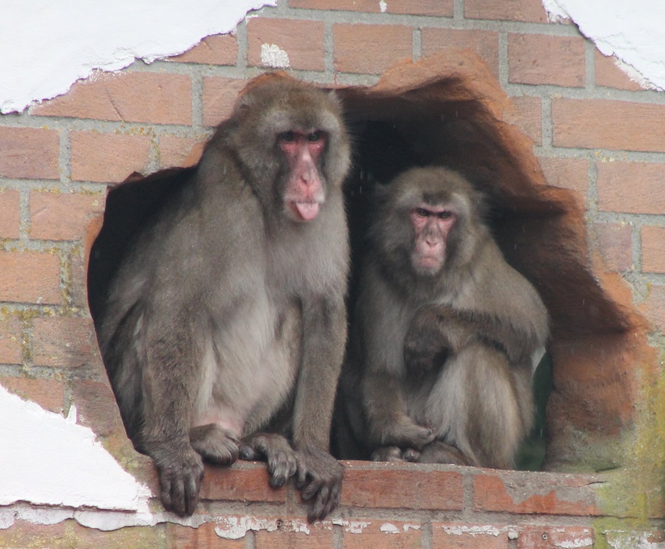 Japanese macaques