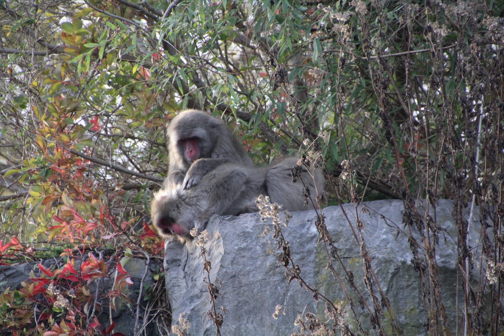 Japanese Macaques