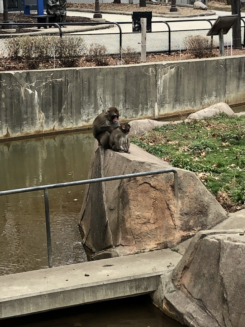 Japanese Macaques