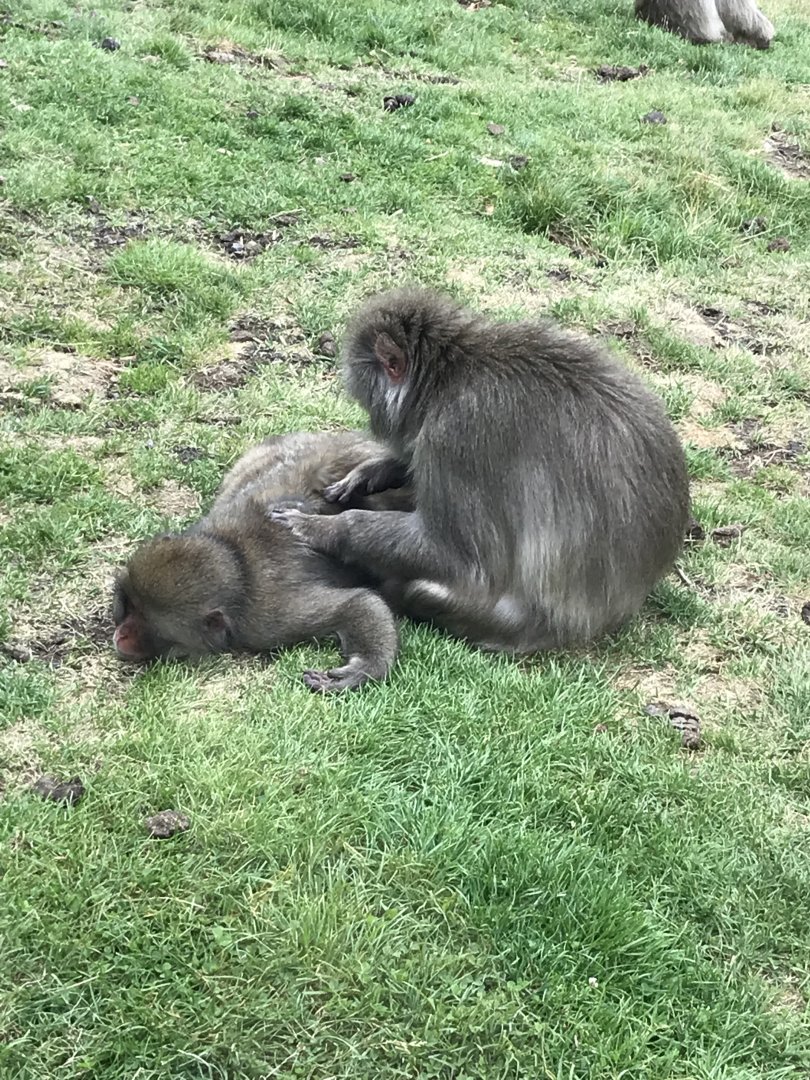 Japanese macaques