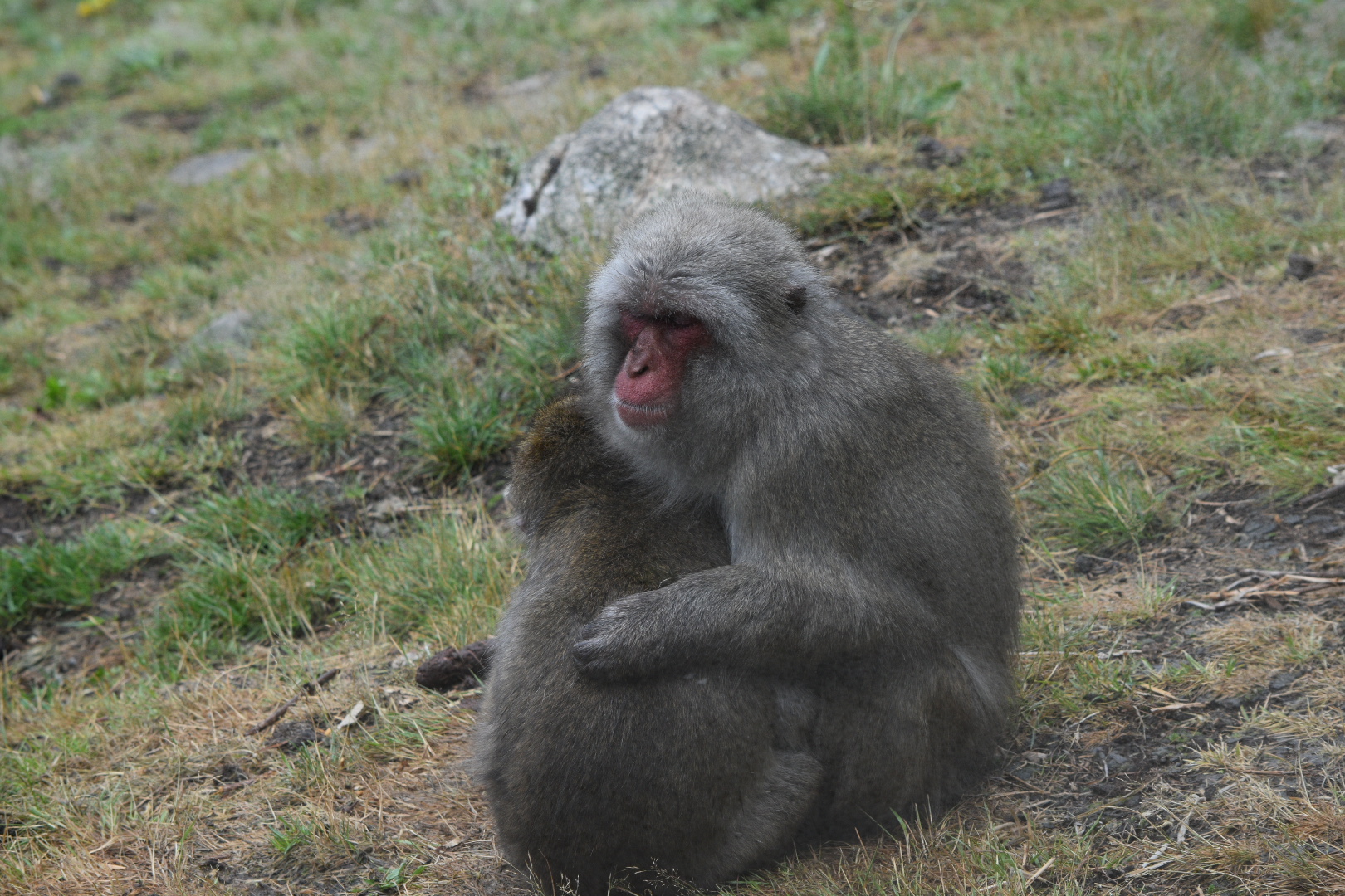 Japanese Macaques