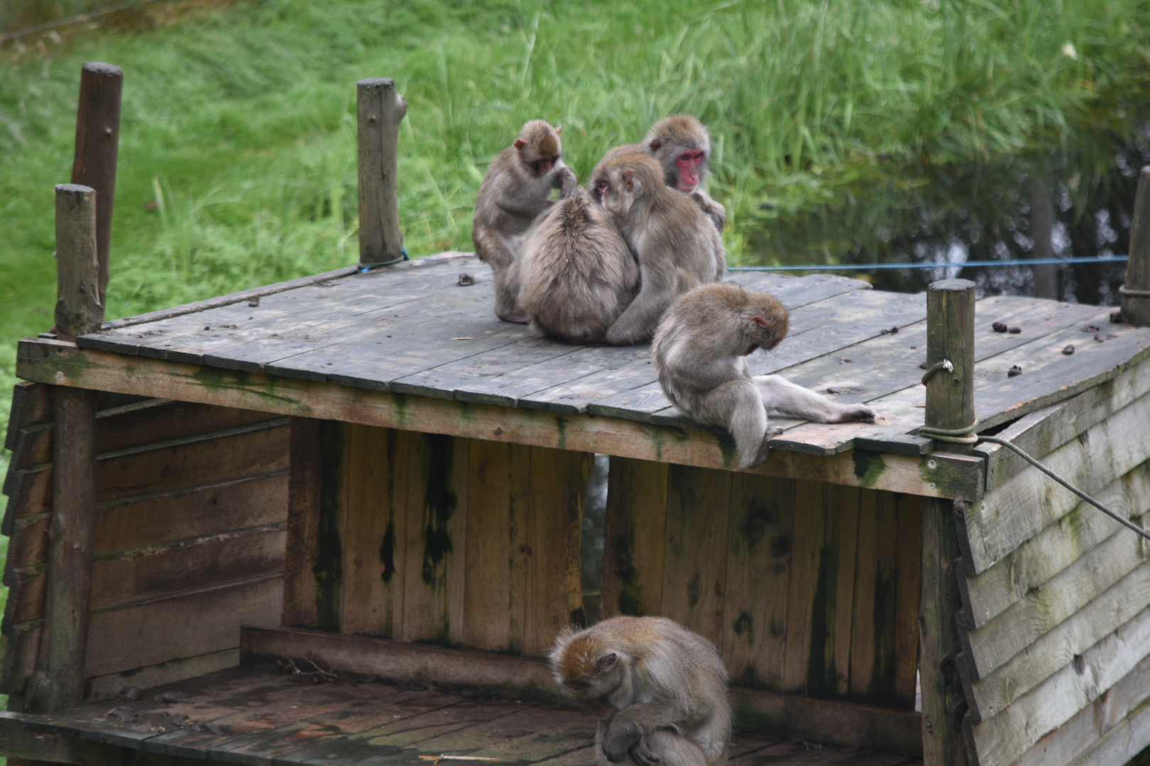 Japanese Macaques