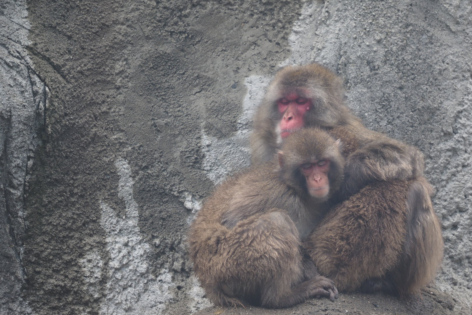 Japanese Macaques