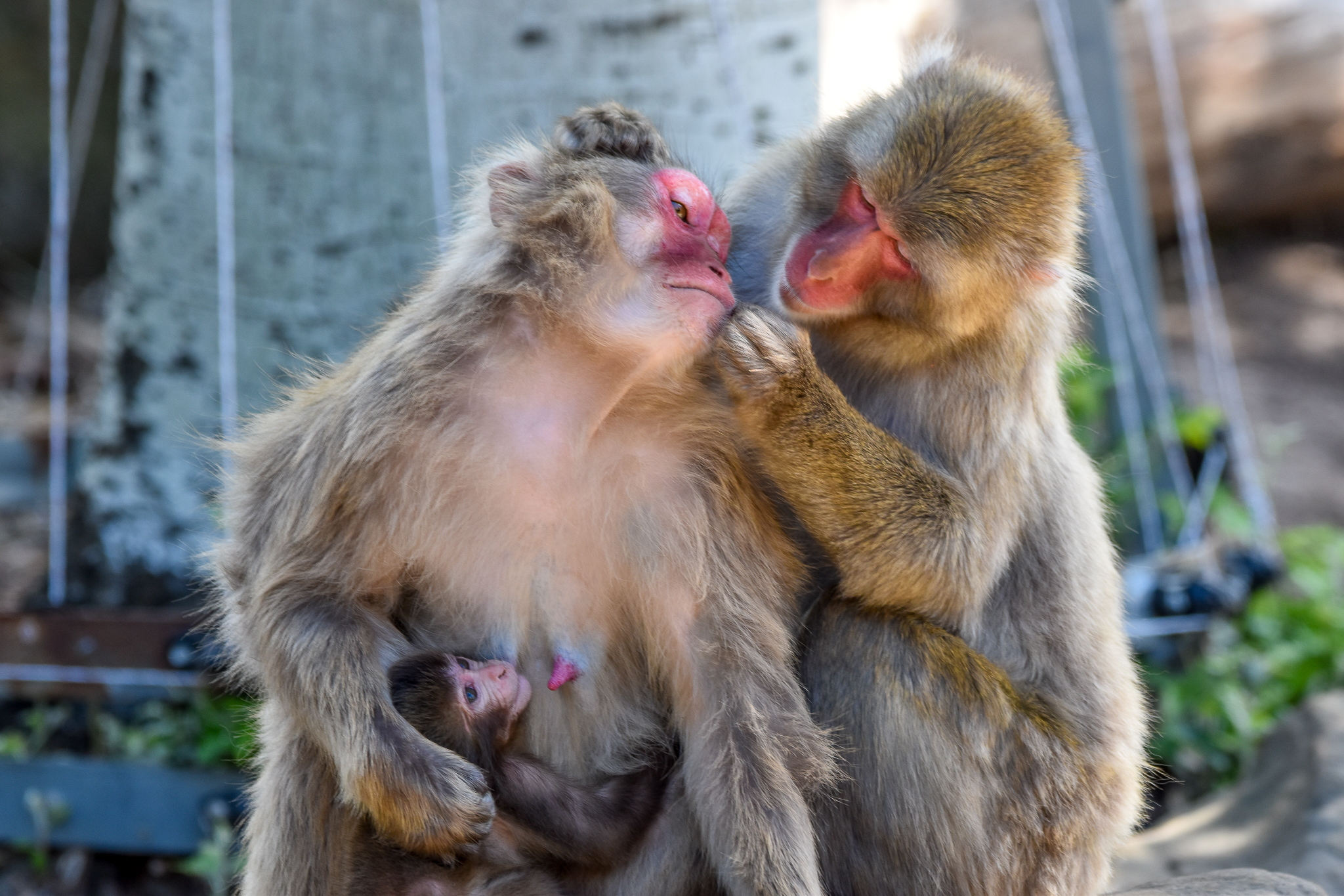 Japanese Macaques